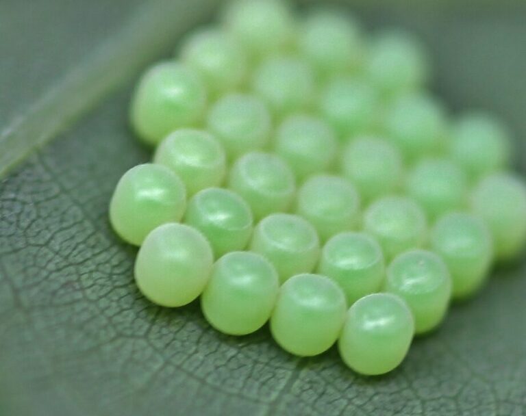 petits oeufs verts tout savoir sur ces mysterieux insectes