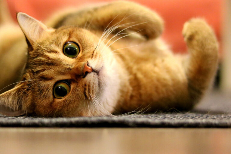 peur des hiboux les chats et leur reaction etonnante