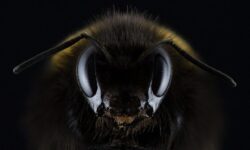 phobie-des-fourmis-comment-surmonter-sa-peur-efficacement