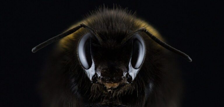 phobie des fourmis comment surmonter sa peur efficacement