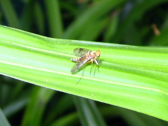 piege a drosophiles la solution efficace pour eliminer ces nuisibles