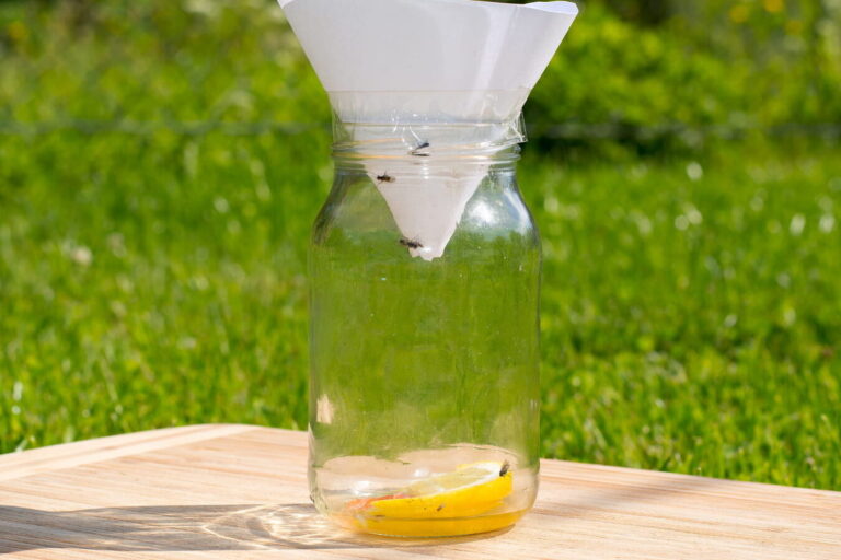 piege a moucheron solution efficace pour eliminer les nuisibles