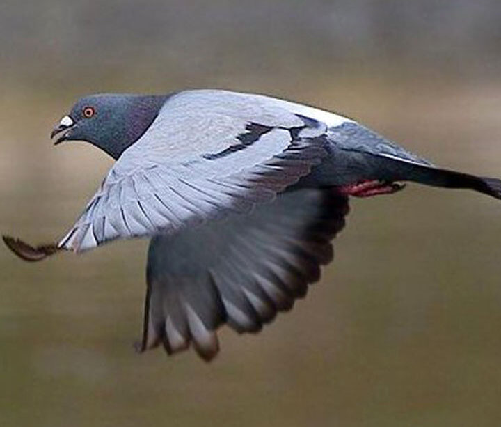 piege a pigeons comment se debarrasser efficacement des nuisibles