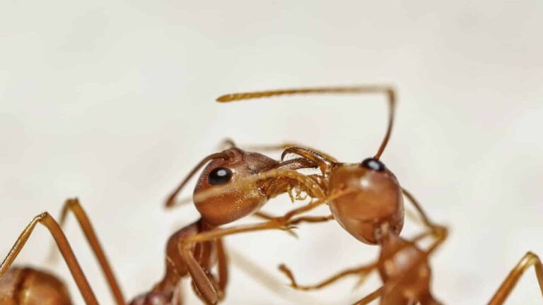pieges a fourmi les solutions efficaces pour une lutte antiparasitaire reussie