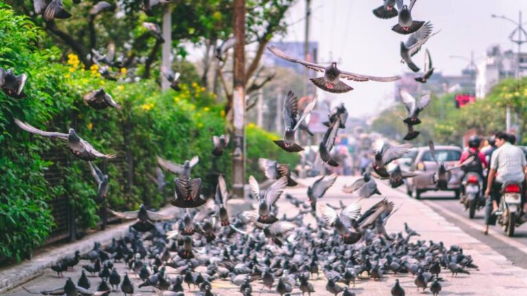 pigeon nuisible comment se debarrasser efficacement