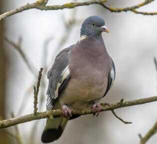 pigeon pour bebe conseils et solutions pour proteger votre enfant des nuisances aviaires