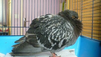 pigeons et maladies comment se proteger des infections transmissibles a lhomme