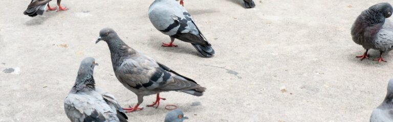 pigeons et maladies comment se proteger des risques sanitaires