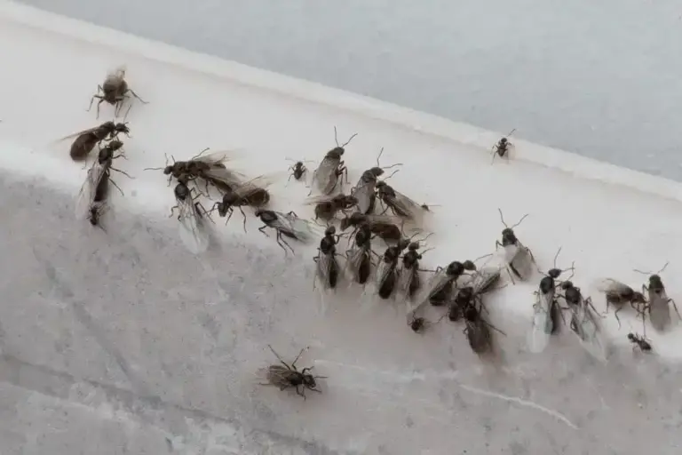 piqures de fourmis volantes comment les prevenir et les traiter efficacement