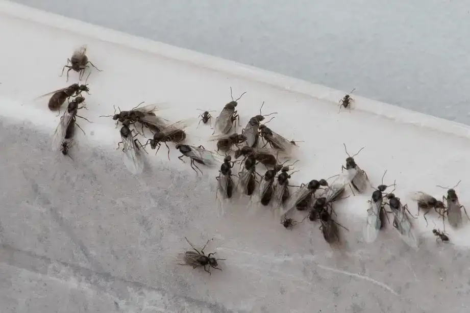piqures de fourmis volantes comment les prevenir et les traiter efficacement