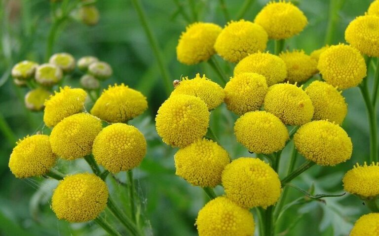 plantes anti mouches decouvrez les alliees naturelles contre les nuisibles