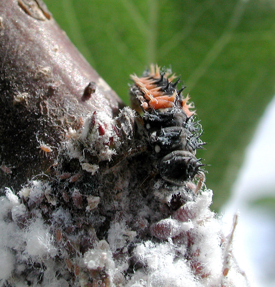 Pochettes de poison de rat : une solution efficace pour éliminer les nuisibles 1 pochettes de poison de rat une solution efficace pour eliminer les nuisibles