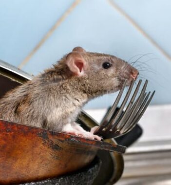 points dentree des rats decouvrez comment les reperer et les bloquer