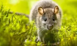 Poison à souris : solution efficace pour éliminer les nuisibles poison-a-souris-solution-efficace-pour-eliminer-les-nuisibles