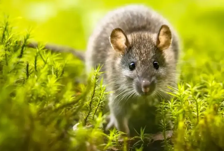 poison a souris solution efficace pour eliminer les nuisibles
