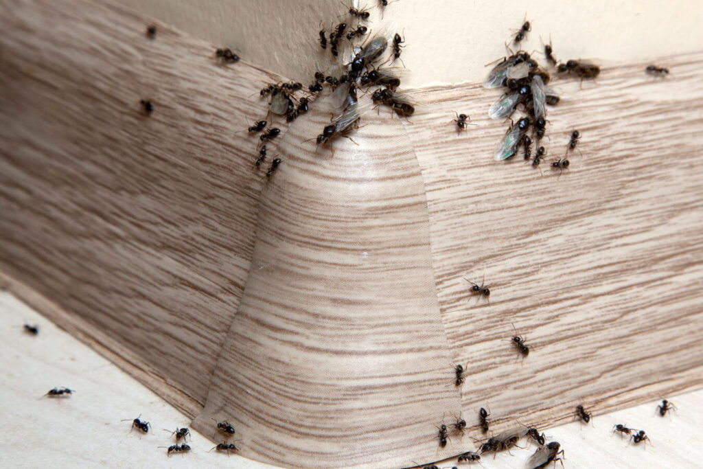 poivre noir un remede naturel pour eliminer les fourmis