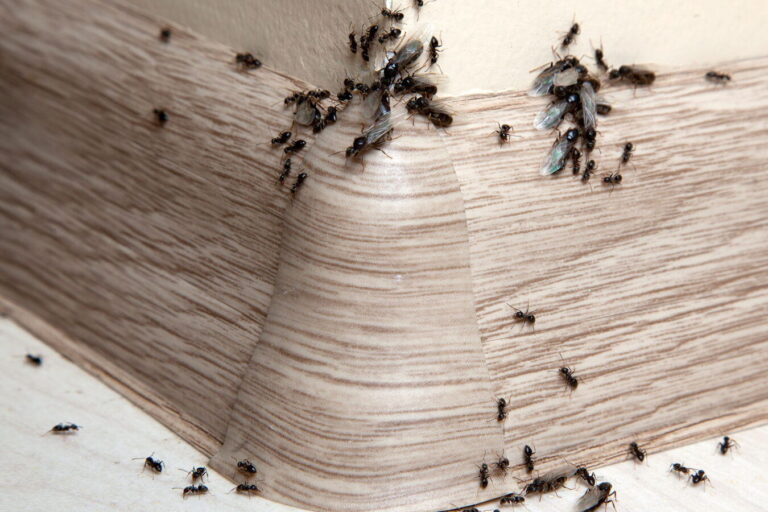 poivre noir un remede naturel pour eliminer les fourmis