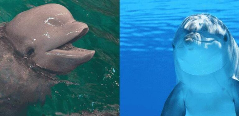 porpois vs dolphin quelle est la difference decouvrez tout ici