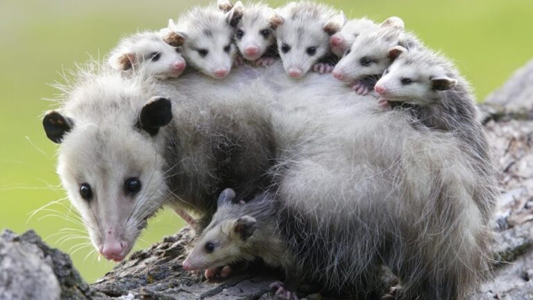 possum suspendu par la queue que faire en cas durgence
