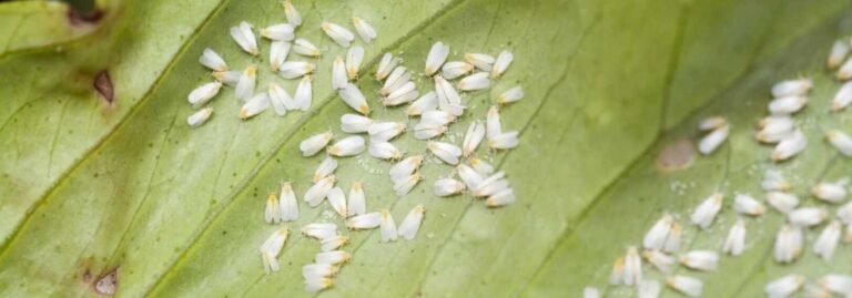 poudre comment lidentifier et la traiter efficacement contre les nuisibles