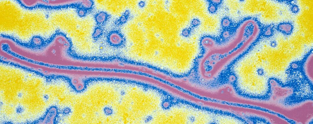 pourcentage de deces chez les chiens atteints de la maladie de lyme statistiques alarmantes