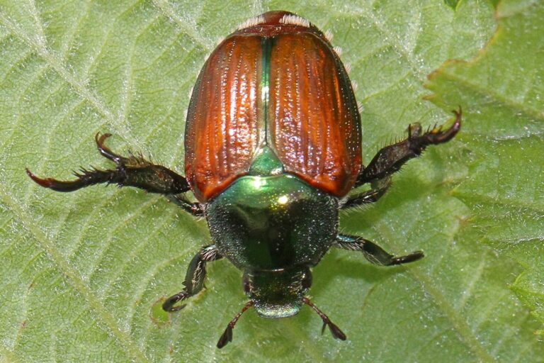predateurs des araignees qui sont ils et comment les controler