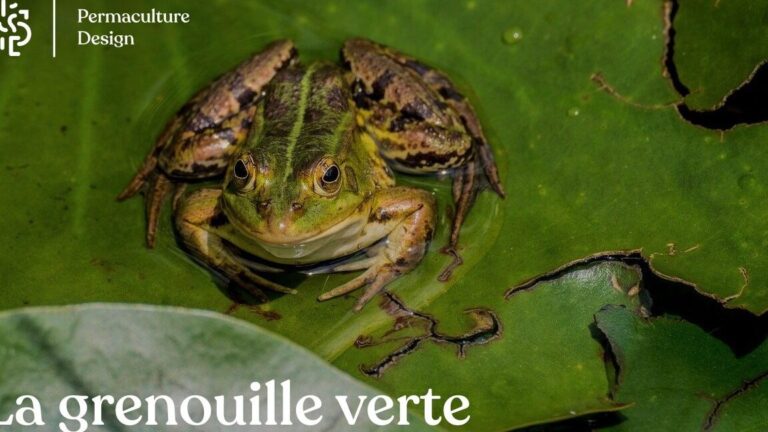 predateurs naturels des soucis decouvrez qui les devore