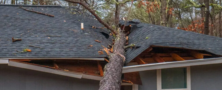 prevenir et reparer les degats du toit causes par les termites