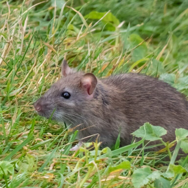 prevenir linvasion des rats dans votre maison astuces et conseils