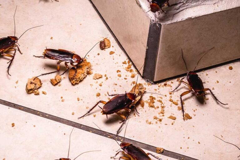 prevention de linfestation parasitaire des poubelles limportance de les vider regulierement
