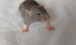 Prévention et traitement des maladies de rats norvégiennes prevention-et-traitement-des-maladies-de-rats-norvegiennes