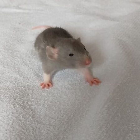 prevention et traitement des maladies de rats norvegiennes