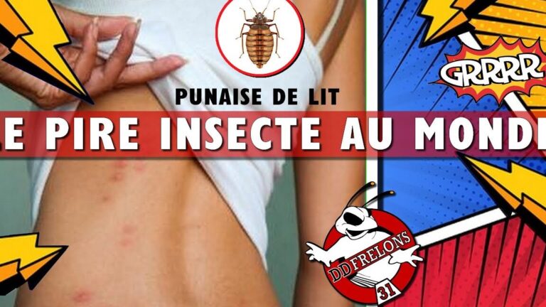 prix desinfection punaise de lit conseils et discussions sur un forum