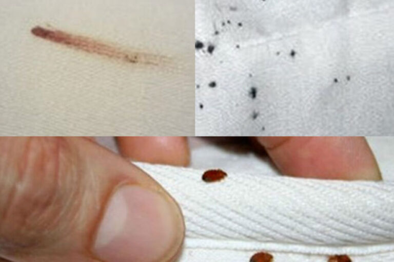puces dans les bagages risque de propagation et prevention