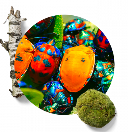 pulverisation a cocher un service efficace pour lutter contre les nuisibles