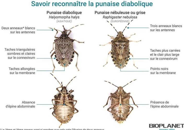 punaise dans la maison la signification spirituelle decryptee
