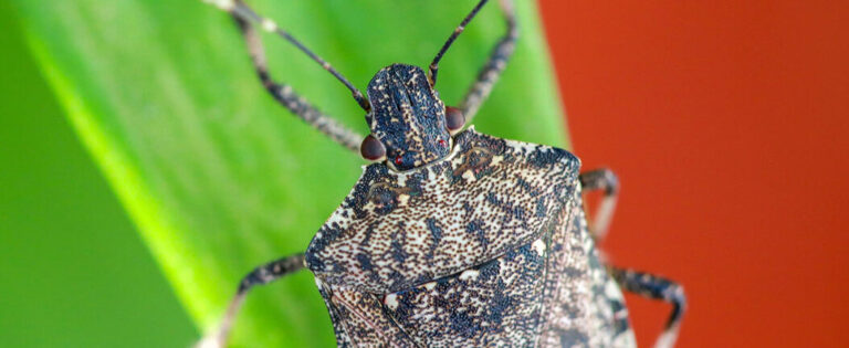 punaise presage tout savoir sur cet insecte nuisible