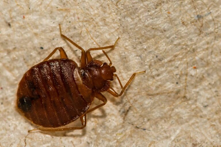 punaises de lit sont elles des coureurs rapides reponse dun expert en lutte antiparasitaire