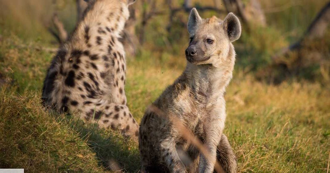 Quand une souris dévore un chat : un cas surprenant de prédation inversée 1 quand une souris devore un chat un cas surprenant de predation inversee