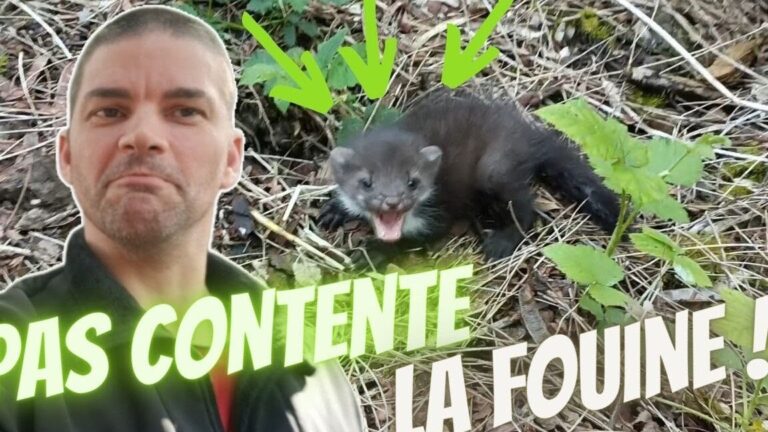 que faire dune fouine capturee conseils pratiques et solutions efficaces