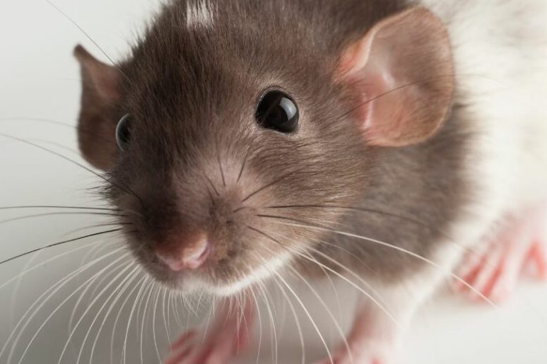 Quel est l'âge de mon rat ? Guide pour déterminer l'âge de votre animal de compagnie 1 quel est lage de mon rat guide pour determiner lage de votre animal de compagnie