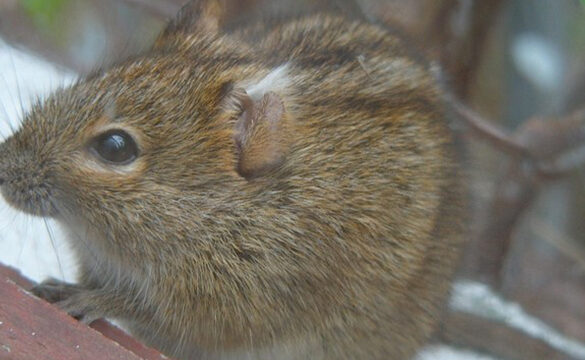 queues de souris solutions efficaces pour sen debarrasser rapidement