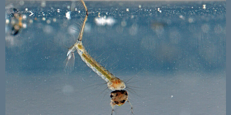 radeau a oeufs de moustique une solution efficace contre la proliferation des insectes