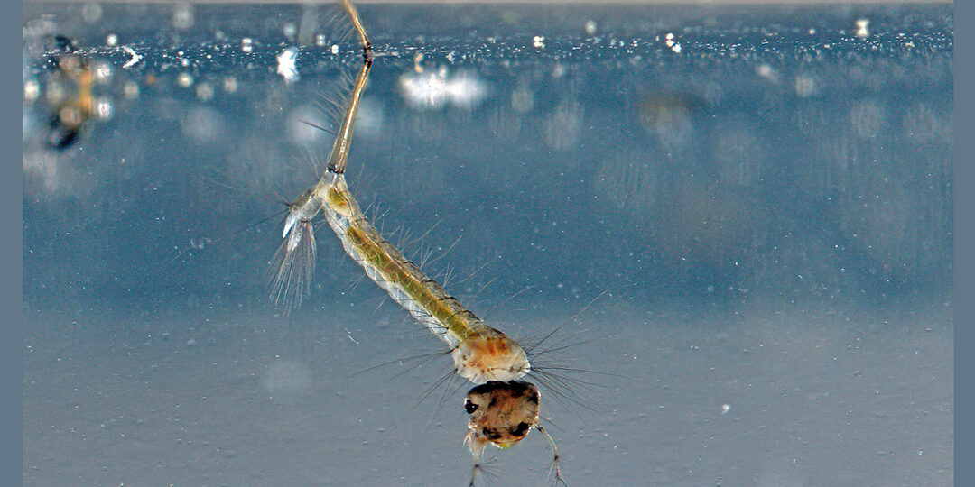 radeau a oeufs de moustique une solution efficace contre la proliferation des insectes
