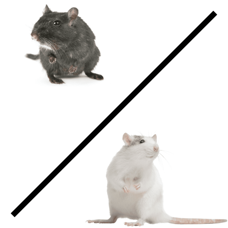 rat ou souris comment les differencier et les eliminer efficacement