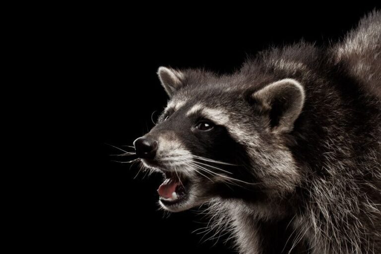 raton laveur avec rage prevention et intervention antiparasitaire