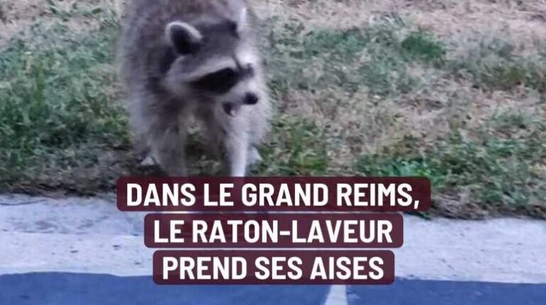 ratons laveurs et poulets une menace pour les eleveurs