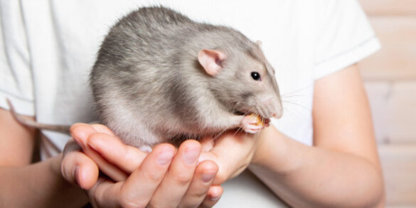 rats dorment les yeux ouverts decouvrez ce comportement etonnant