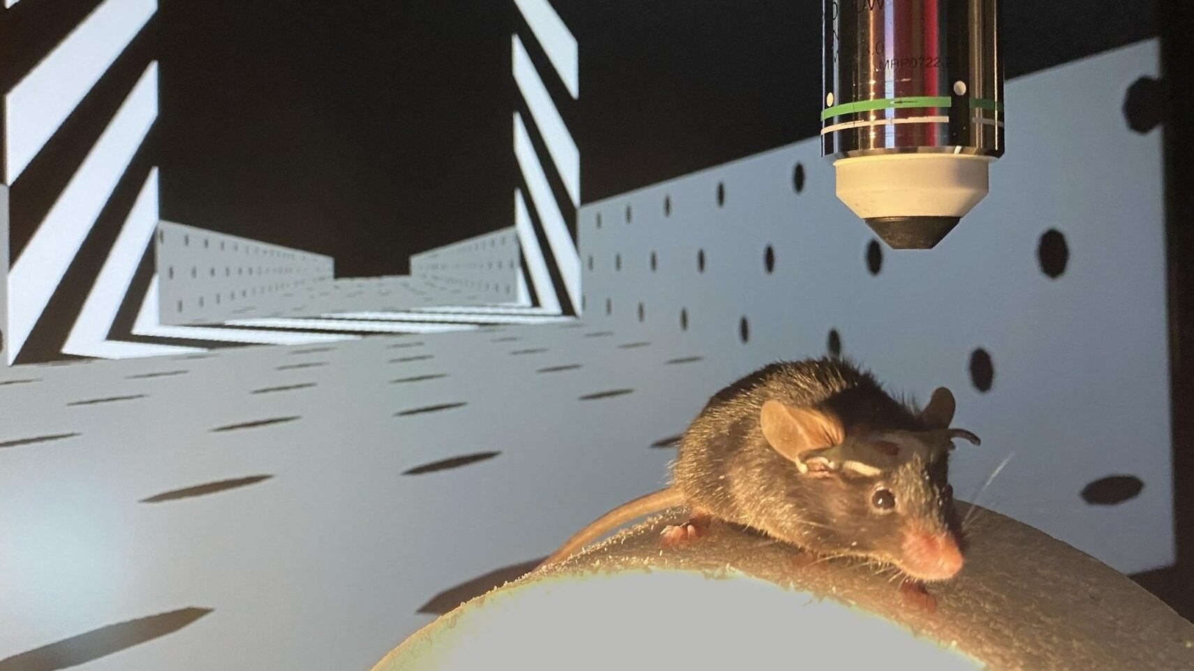 rats et lumiere une relation etonnante decryptee