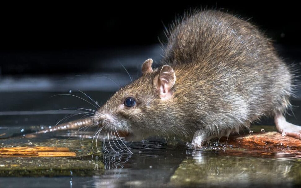 rats nocturnes tout savoir sur ces nuisibles